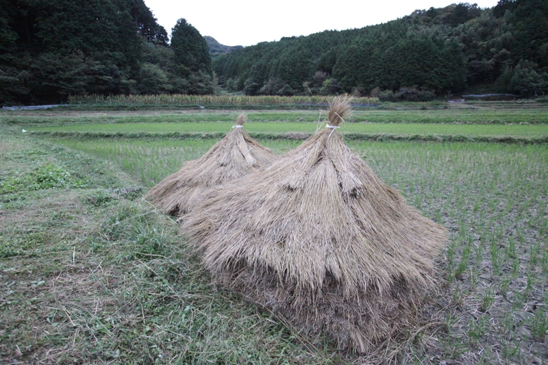 炮